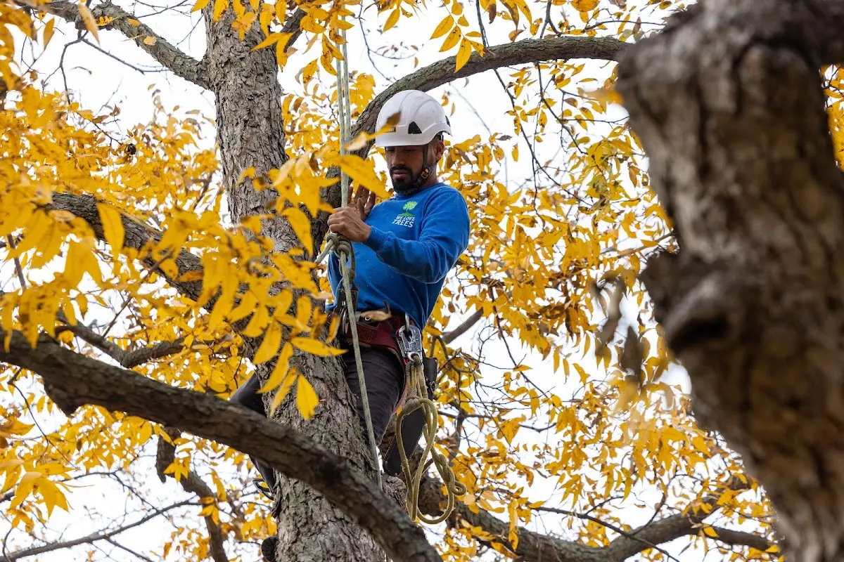 Skilled Emergency Tree Service crew working in West Point
